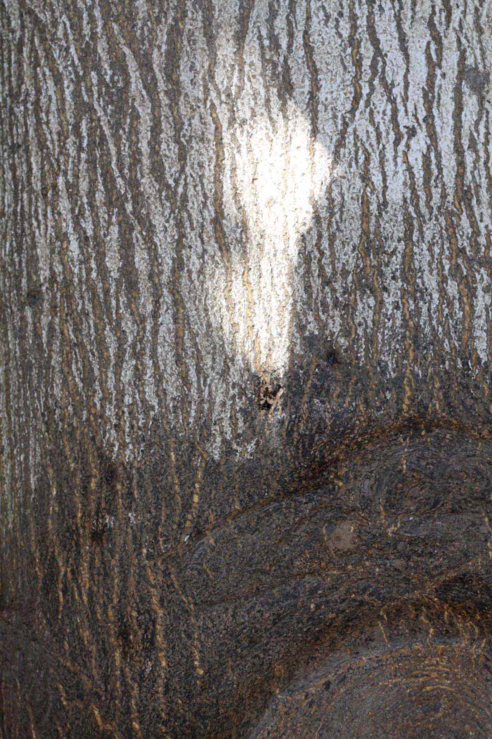            Bark (Riverside, CA)   